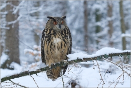 <p>VÝR VELKÝ (Bubo bubo) sokolnicky vedený /Eurasian eagle-owl - Uhu/</p>